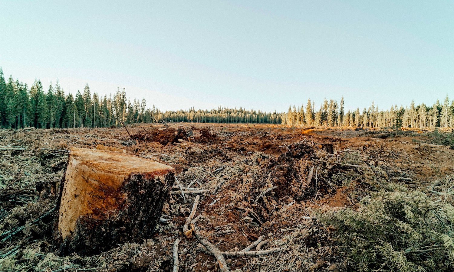 La Muerte De Los Bosques Ethic Ethic