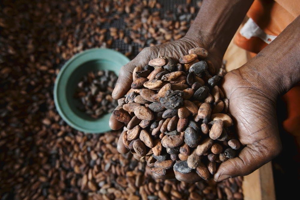 Cacao 100% Sostenible: Mejorando La Vida De Los Agricultores - Ethic ...