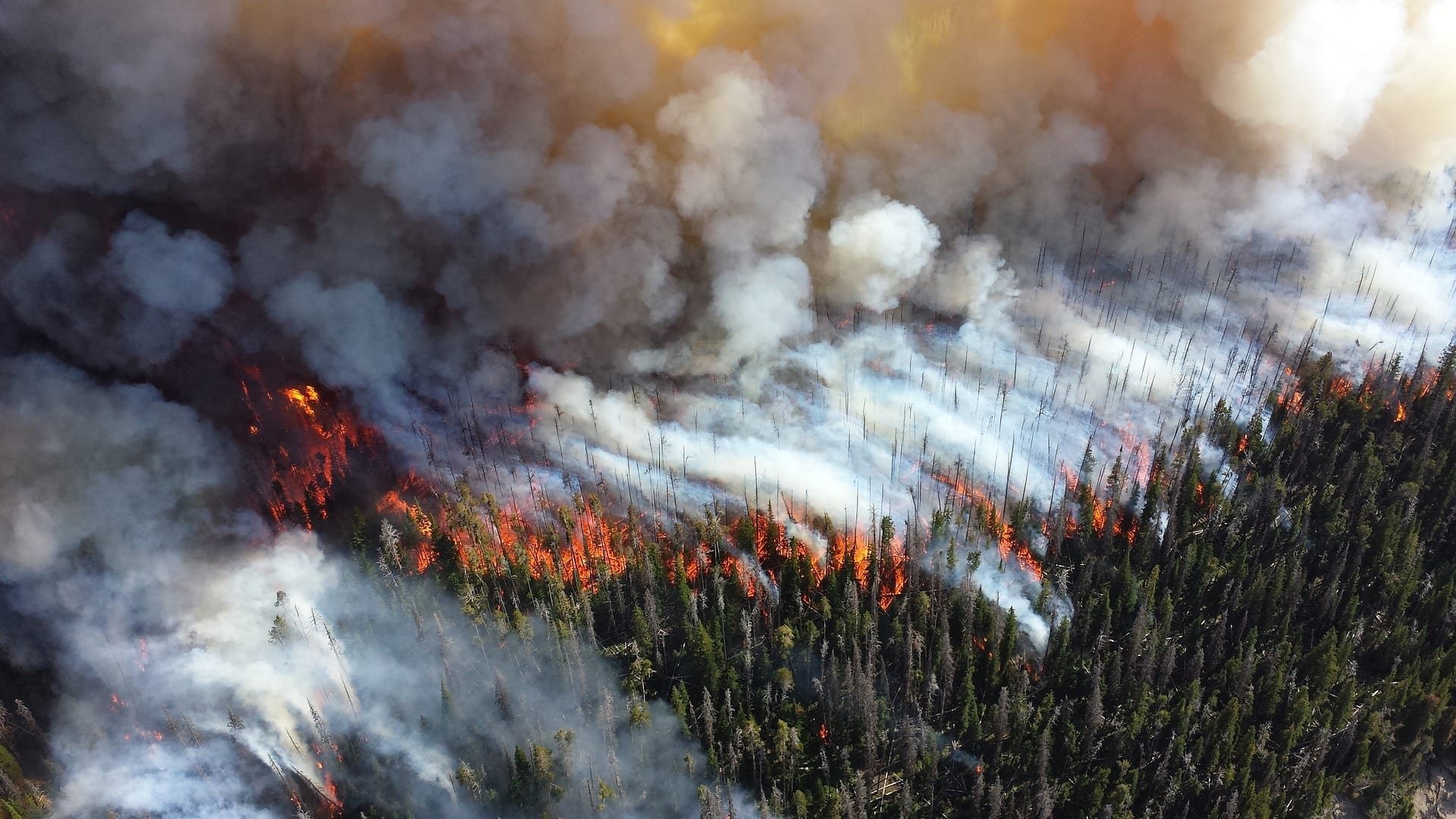 Sin Bosques No Hay Futuro Ethic