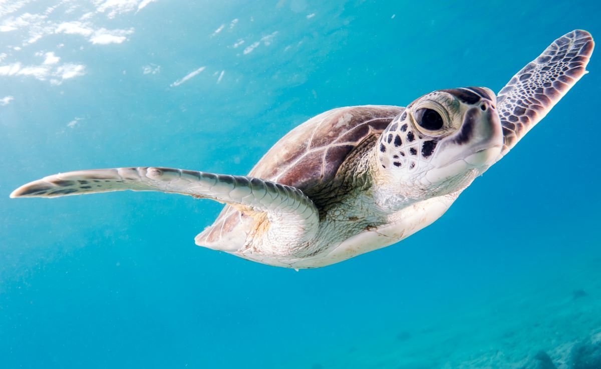 Innovación tecnológica para mejorar la biodiversidad marina