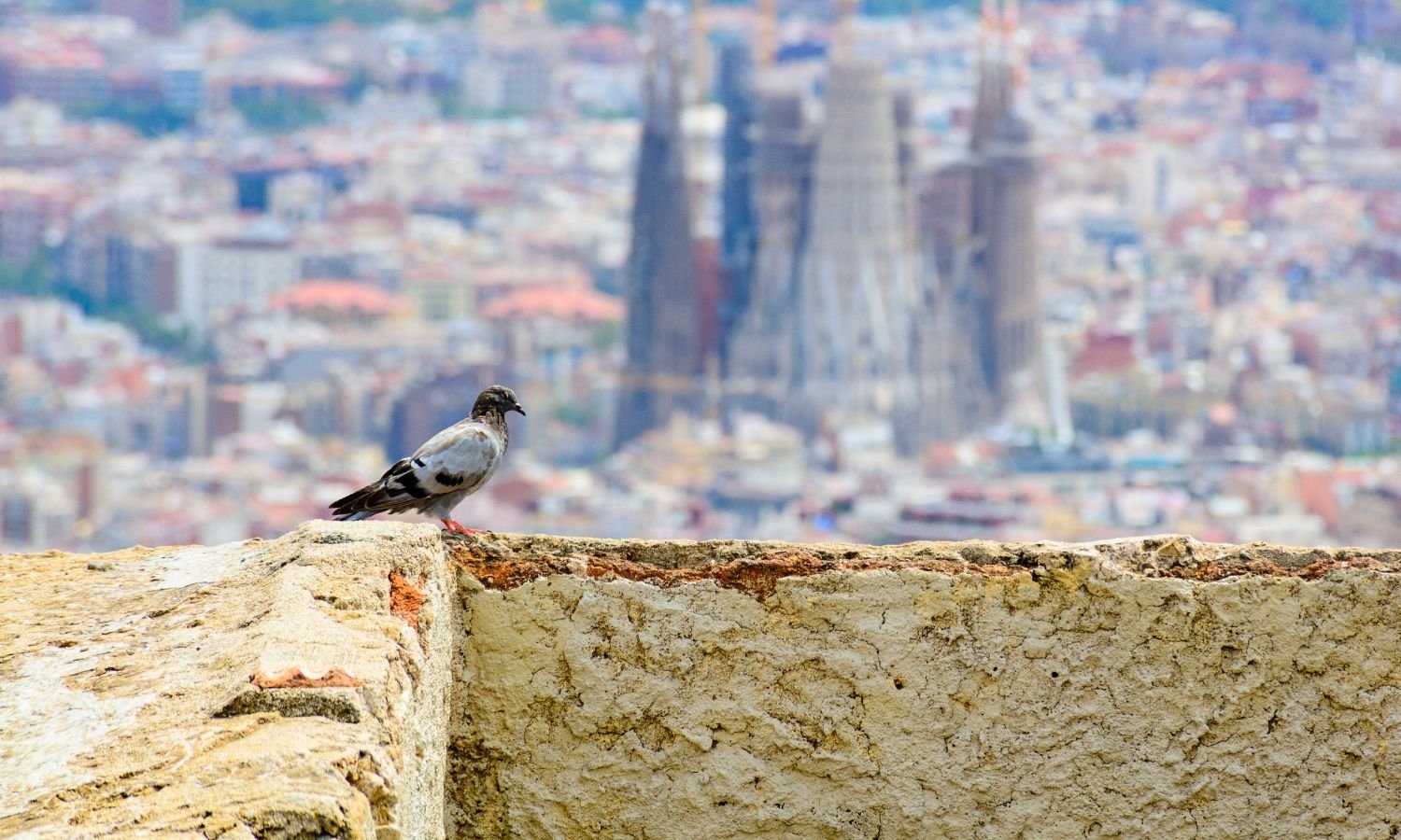 Las palomas se meriendan el patrimonio