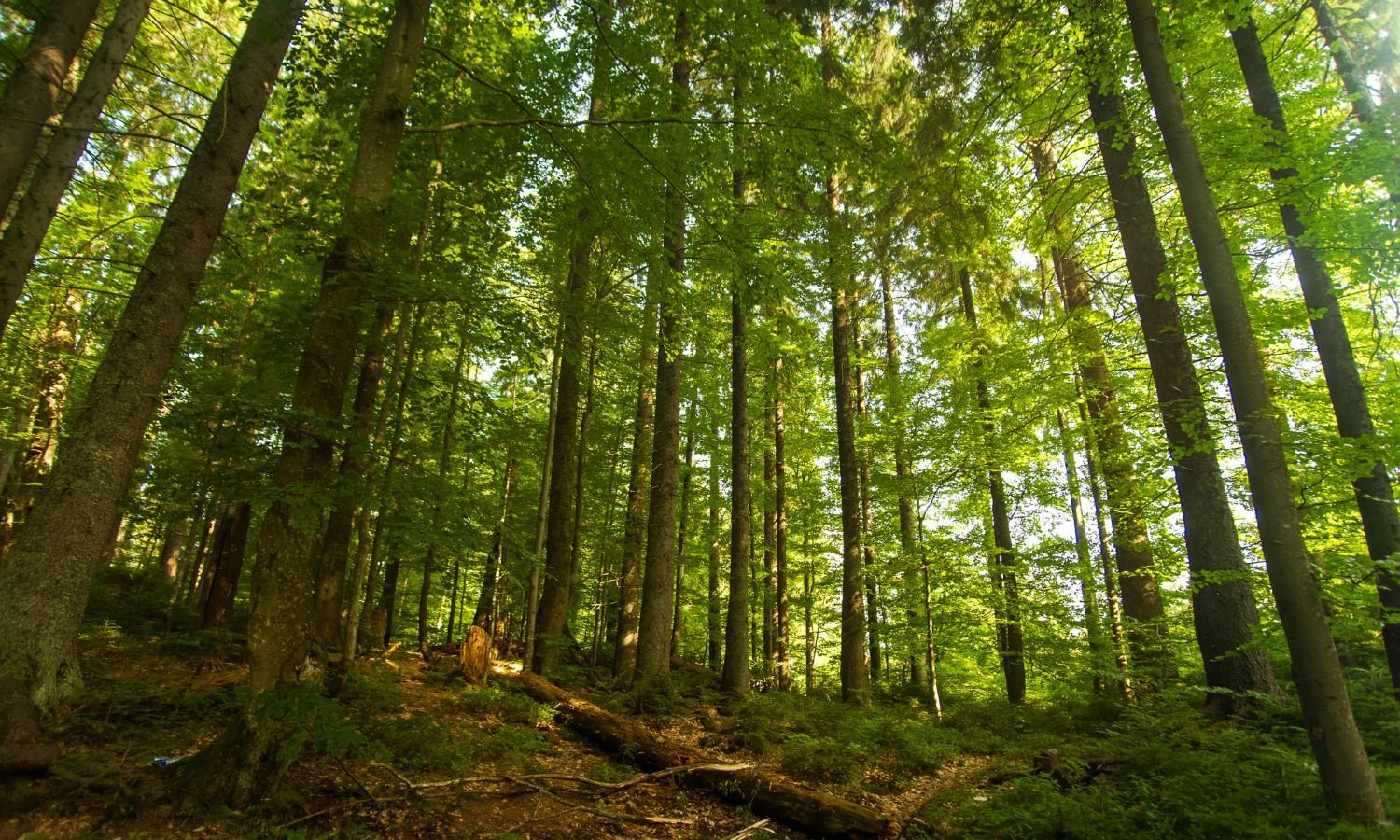 Los bosques mediterráneos, cada vez más vulnerables al cambio climático