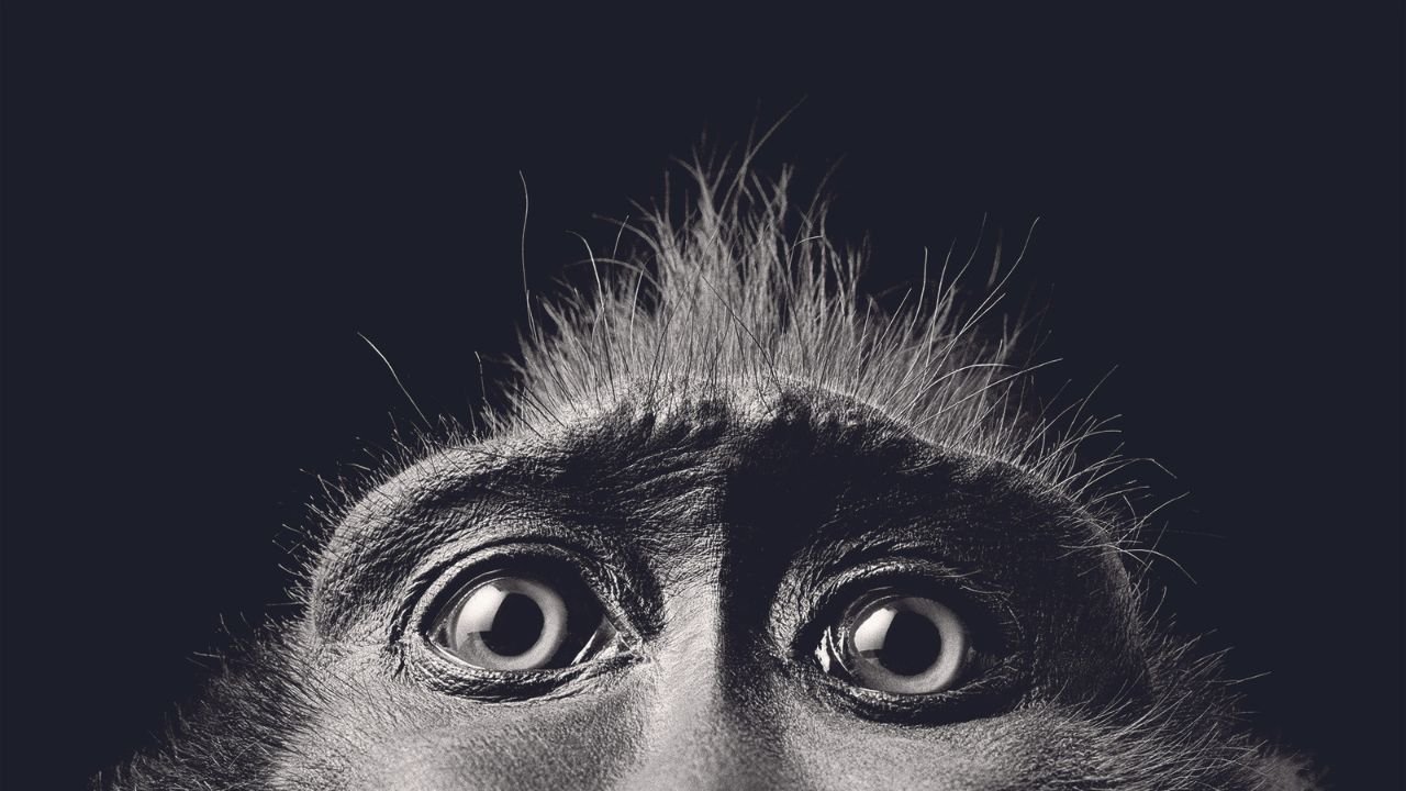 Mono