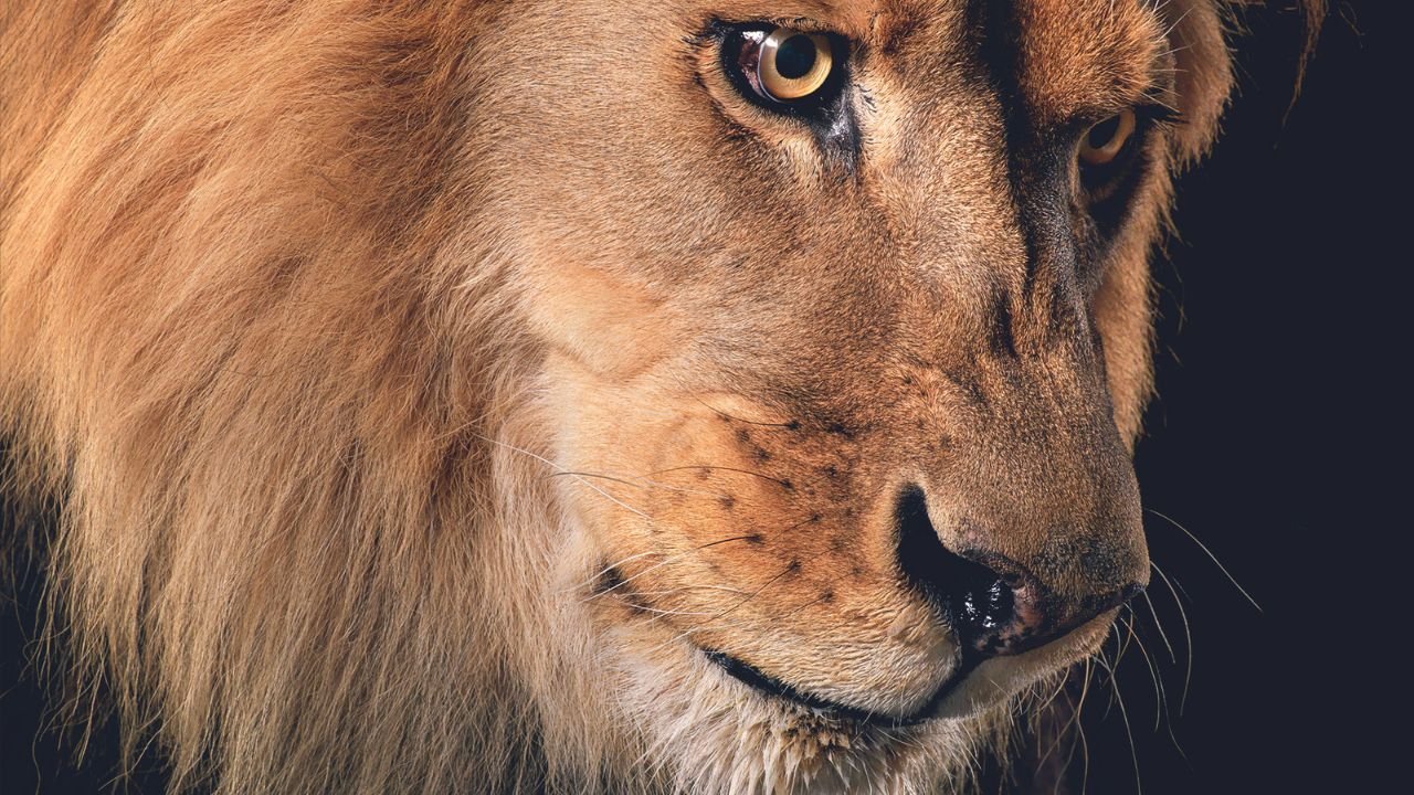 León