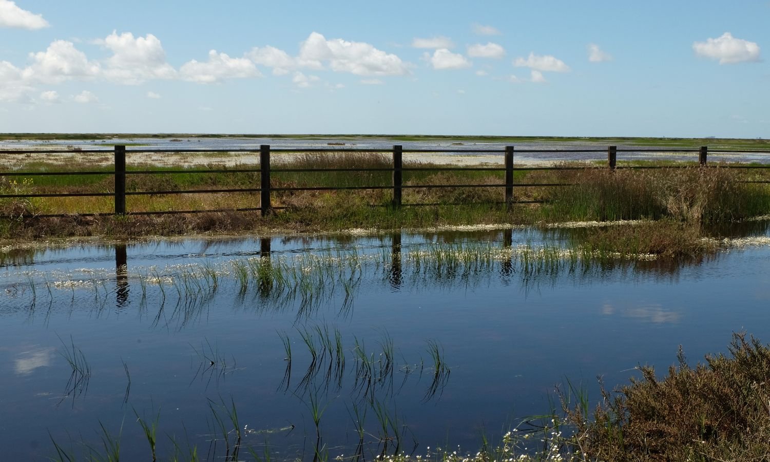 Claves y aprendizajes de lo que pasa en Doñana