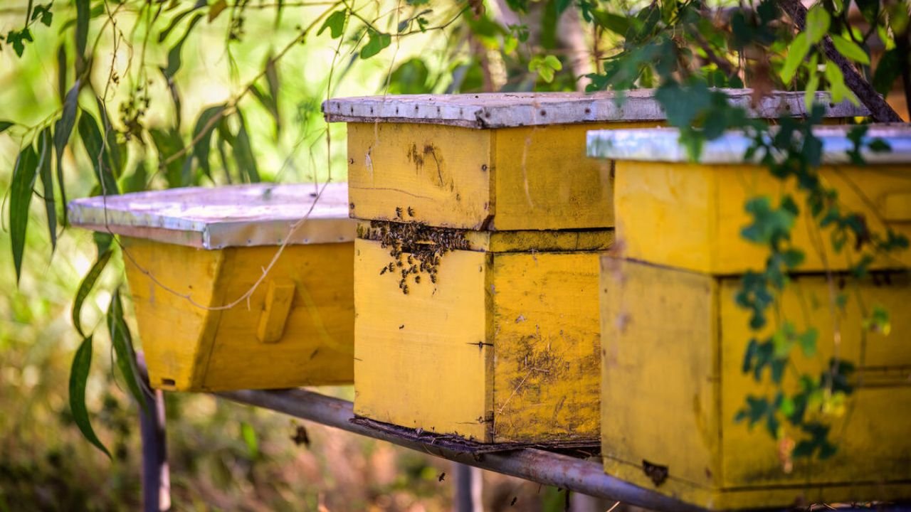 Las abejas pululan por las colmenas de la granja de Damaris Awino